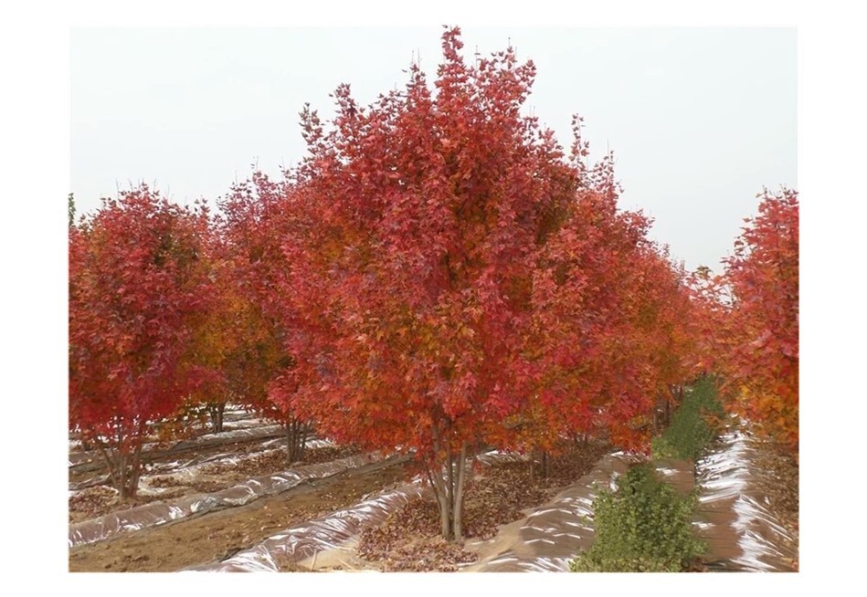 彩色苗木之王—美國(guó)紅楓，還能紅多久？