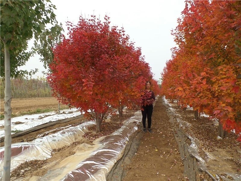彩色苗木之王—美國(guó)紅楓，還能紅多久？