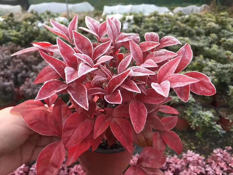 選對(duì)種苗，做好產(chǎn)品，才能未來(lái)可期！火焰南天竹、叢生紅點(diǎn)紅楓、紫薇花瓶