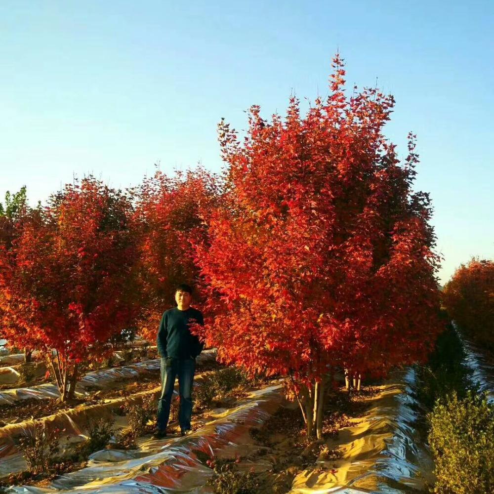 美國紅楓，在砥礪前行中預見未來