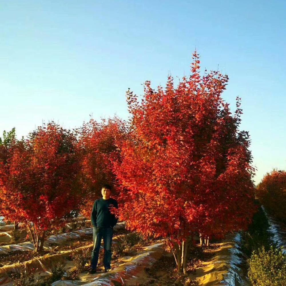 美國紅楓，在砥礪前行中預見未來